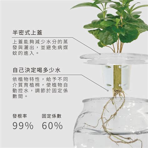 水 根 植物|水耕盆栽完整栽培指南！水耕盆栽技巧與用具教學＆十。